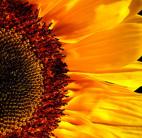 Sunflower for Summer Projects