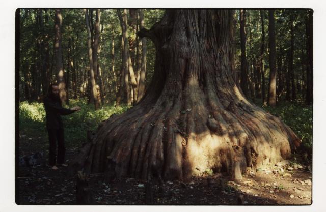 Big Cypress 1: This is a photo from my trip to the Cache River State Natural Area. Here I am feeling the vibes of a big cypress tree. This is an old and powerful being...